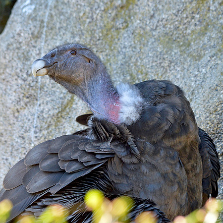 Andean condor