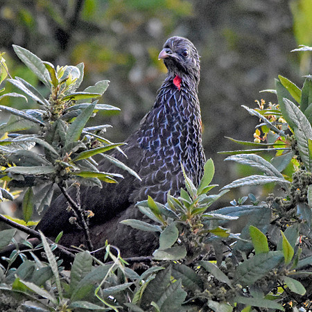 Andean guan