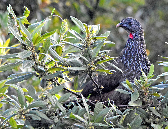 Andean guan