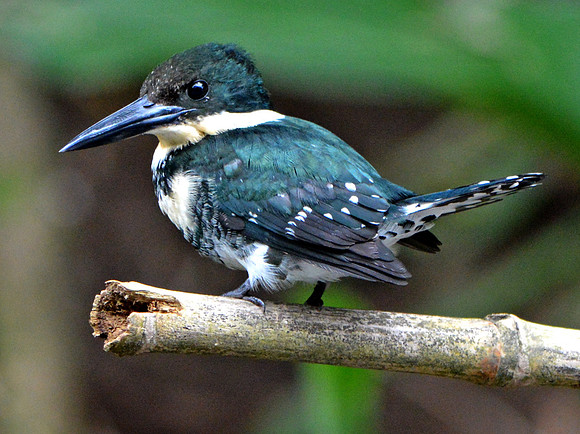 Amazon kingfisher