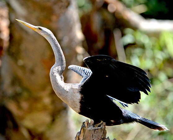 Anhinga / Snakebird