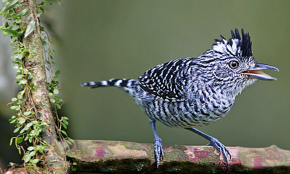 Barred antshrike