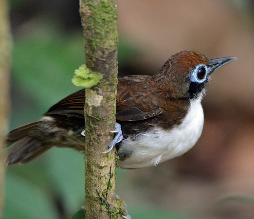 Bicoloured antbird