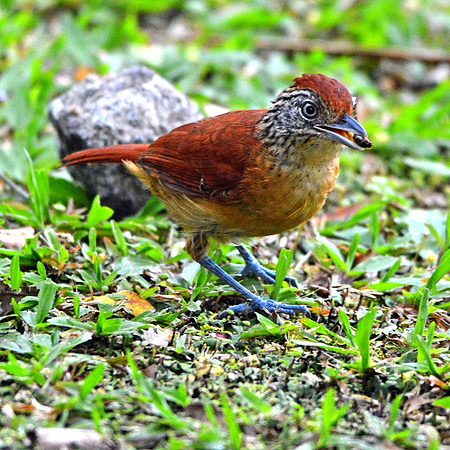 Barred antshrike, female