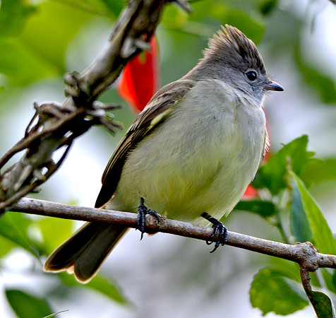 Ash throated flycatcher