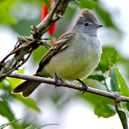 Ash throated flycatcher