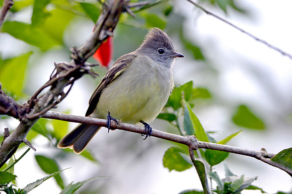 Ash throated flycatcher