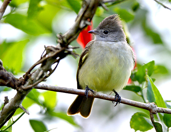 Ash throated flycatcher