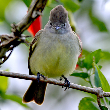 Ash throated flycatcher