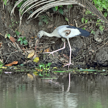 Asian Openbill stork