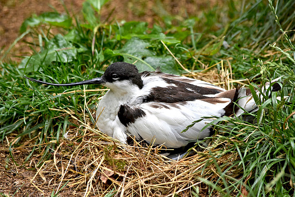 Avocet