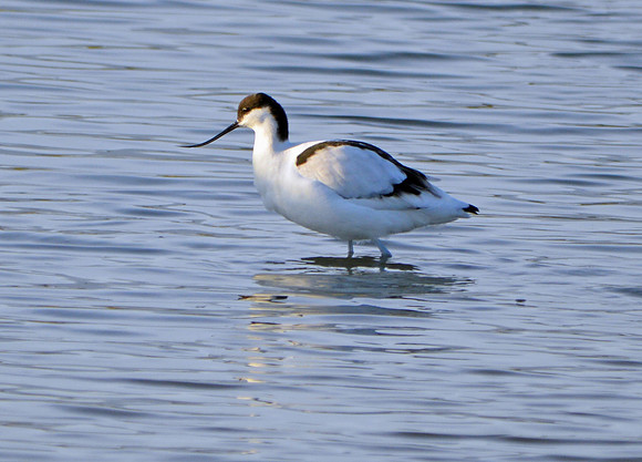 Avocet