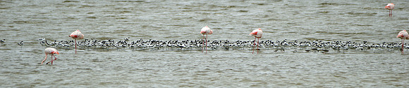 Avocet