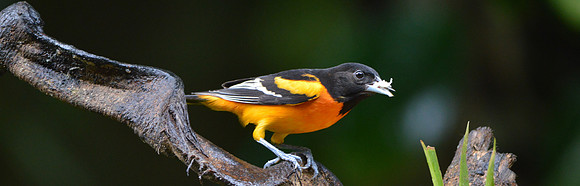 Baltimore Oriole