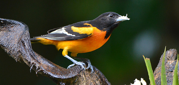 Baltimore Oriole