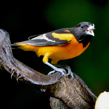 Baltimore Oriole
