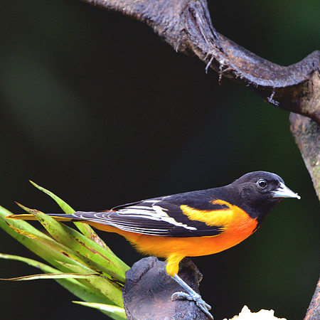 Baltimore Oriole