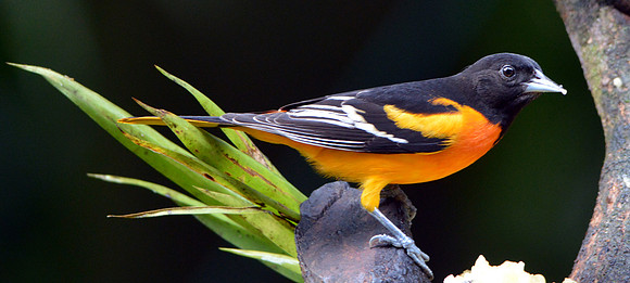 Baltimore Oriole