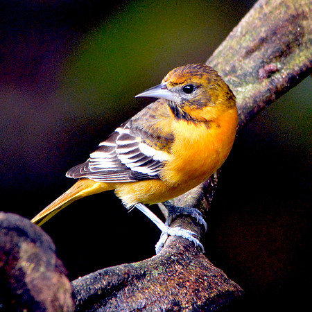 Baltimore Oriole