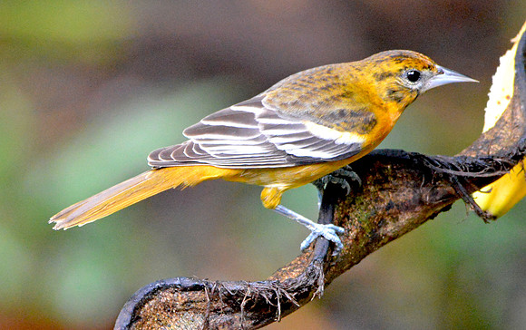 Baltimore Oriole