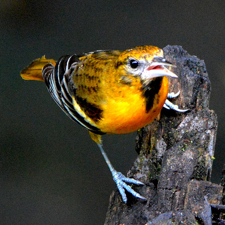 Baltimore Oriole