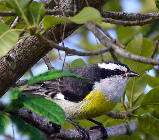 Bananaquit