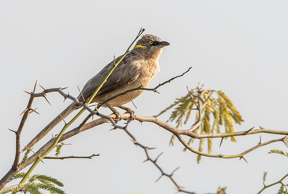 Large grey babbler