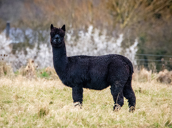 Black alpaca