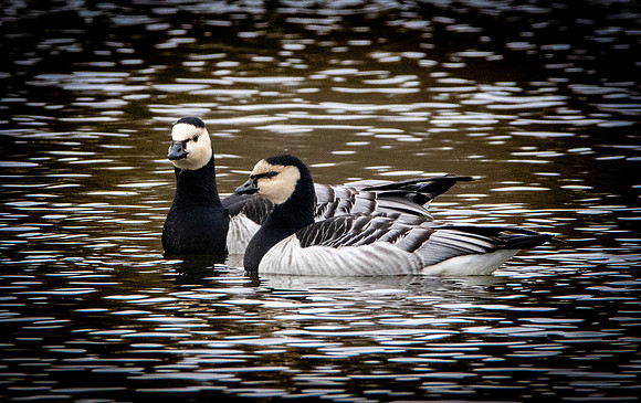 Barnacle goose