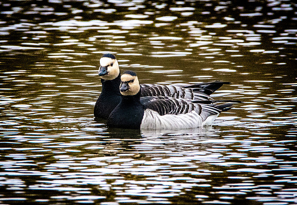 Barnacle goose
