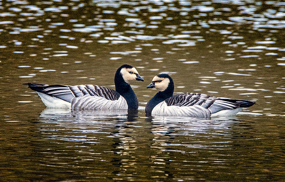 Barnacle goose