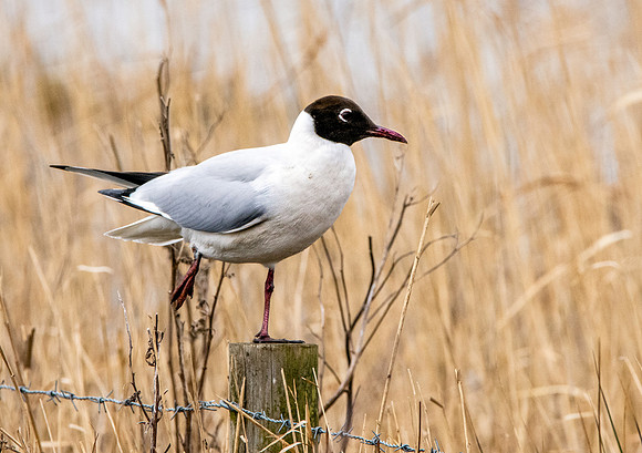 Black headed gull