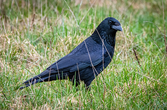 Carrion crow
