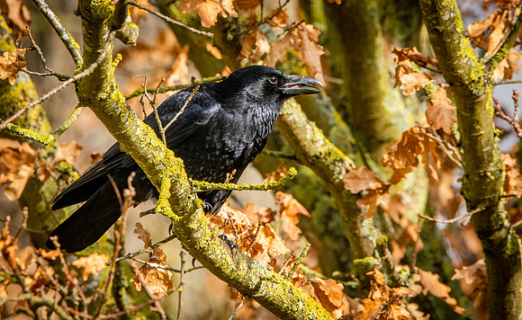 Carrion crow