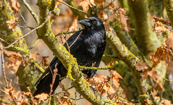 Carrion crow