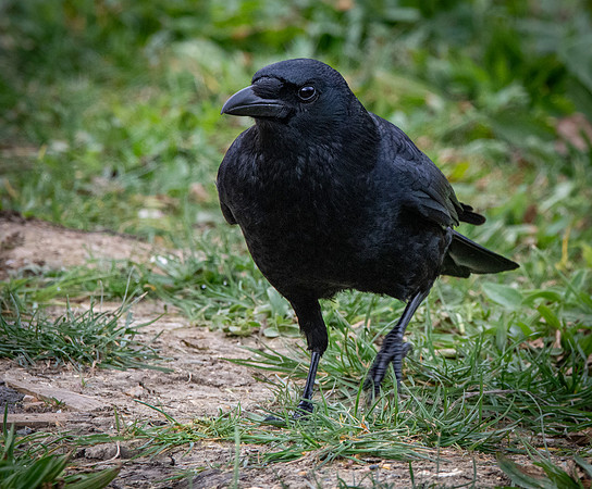 Carrion crow
