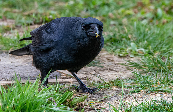 Carrion crow