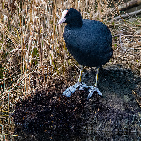Coot