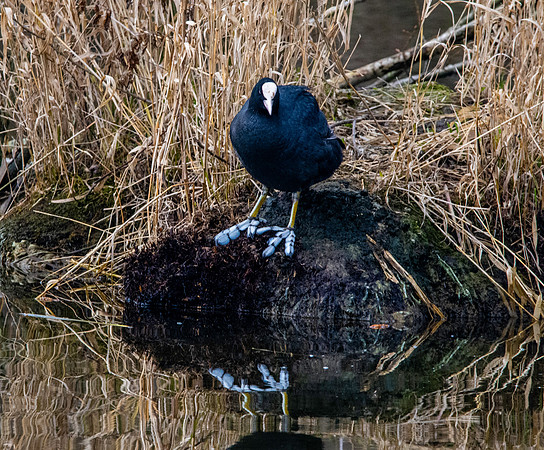 Coot