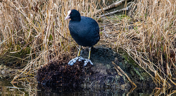 Coot