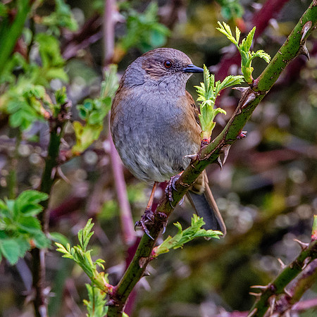 Dunnock / Hedge sparrow