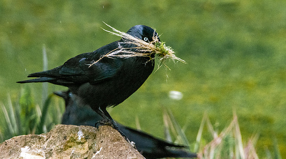 Jackdaw