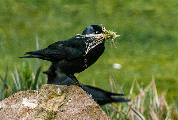 Jackdaw