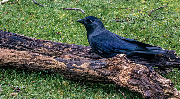 Jackdaw