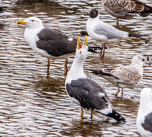 Lesser black backed gull