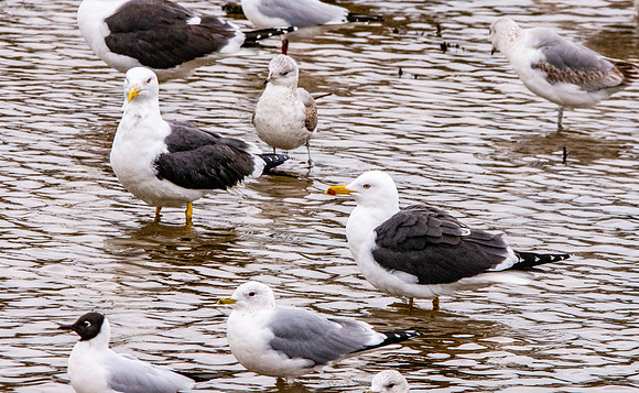 Lesser black backed gull
