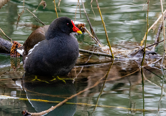 Moorhen