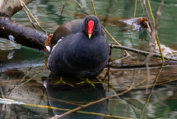 Moorhen