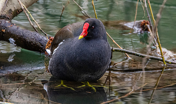Moorhen