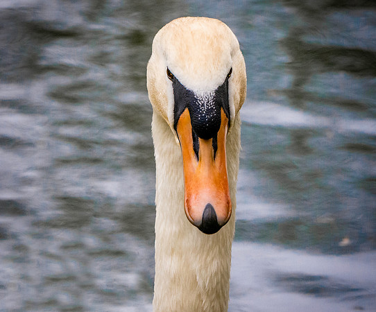 Mute swan